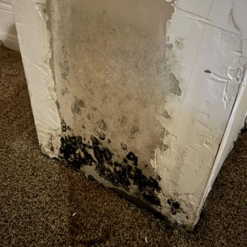 Professional Mold Removal in Wyoming, IL